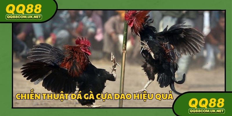Chiến thuật phân tích kèo đá gà cựa dao giành thắng lợi dễ dàng