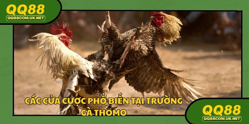 Cửa cược của trường gà Thomo tỷ lệ thưởng hấp dẫn