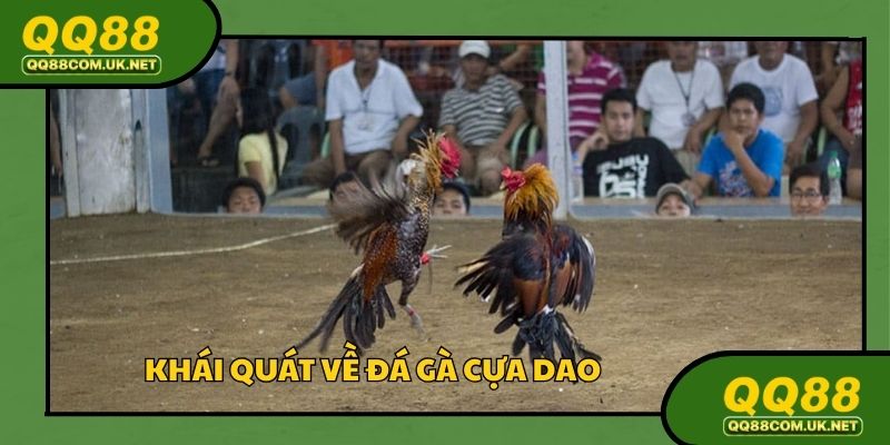 Đá gà cựa dao vượt trội tại các trường đấu danh tiếng