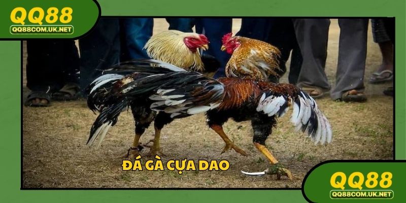 Đá Gà Cựa Dao: Tận Hưởng Sảnh Chọi Kê Siêu Đỉnh Tại QQ88