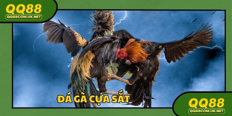 Đá Gà Cựa Sắt - Hướng Dẫn Chơi Chi Tiết Cực Dễ Tại QQ88