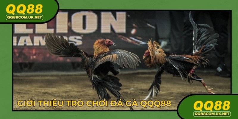 Đá gà QQ88 là thể loại cược trực tuyến cực hấp dẫn
