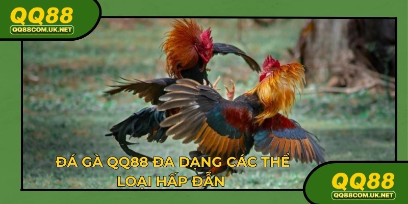 Đá gà QQ88 với nhiều hình thức dành cho người chơi