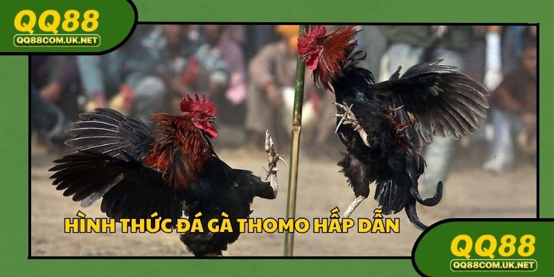 Hình thức truyền thống hấp dẫn tại trường gà Thomo