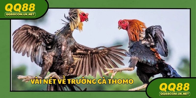 Trường gà Thomo đẳng cấp cho tín đồ đam mê bộ môn