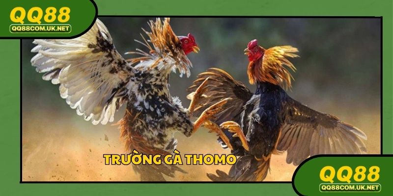 Trường Gà Thomo: Điểm Đến Sôi Động Và Hấp Dẫn Tại QQ88